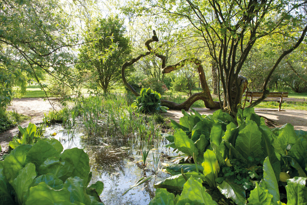 Botanische tuin met een houten bankje