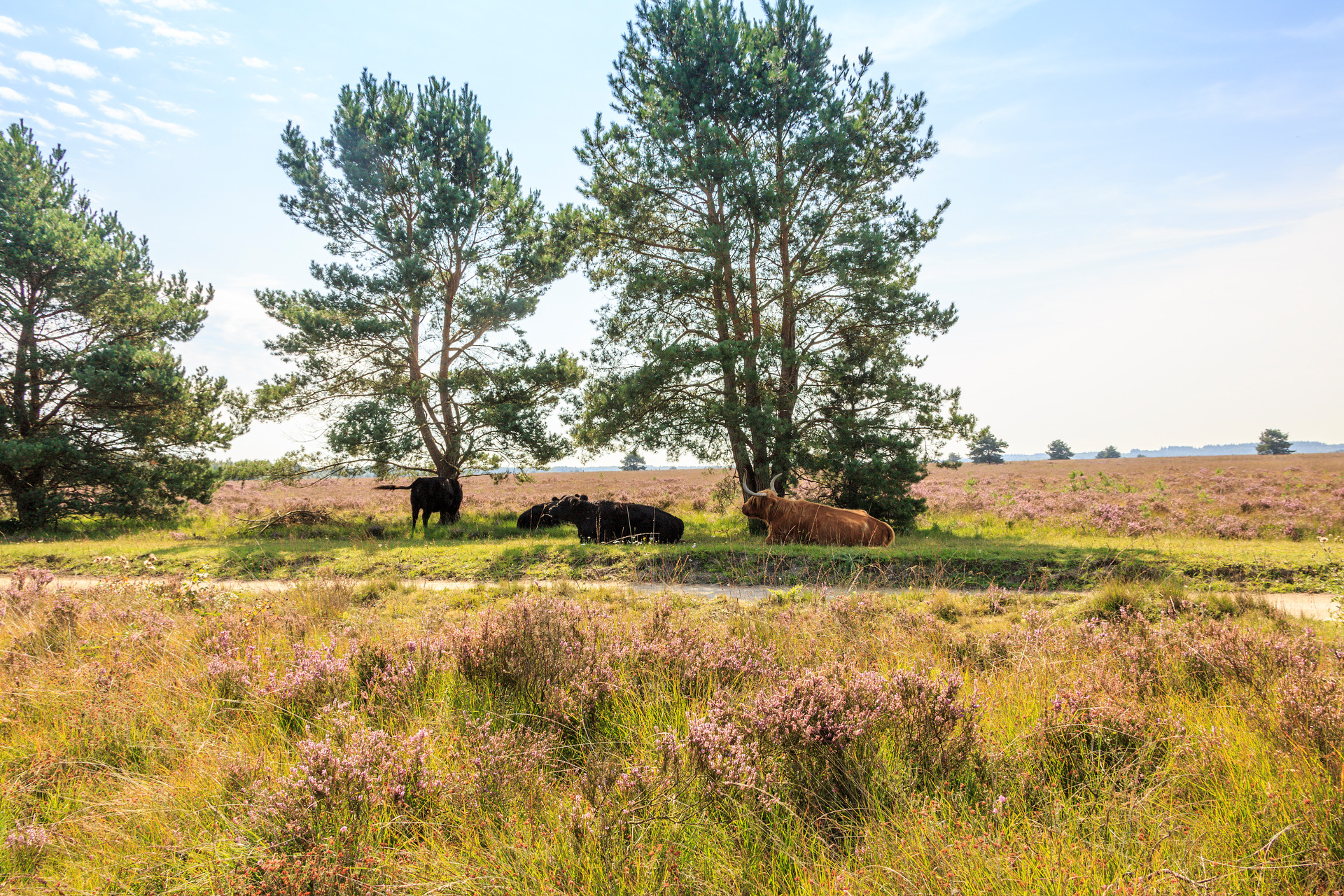 Paarse heide op de Ermelosche heide in Ermelo