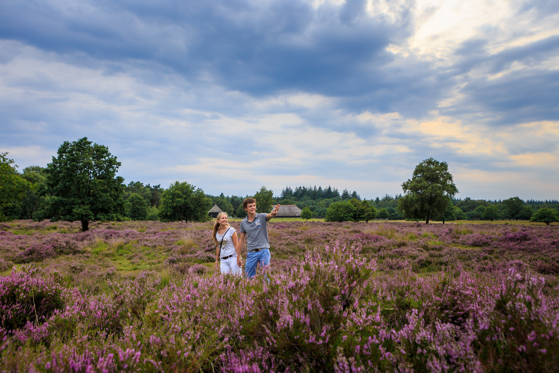 Stel loopt op de paarse heide.