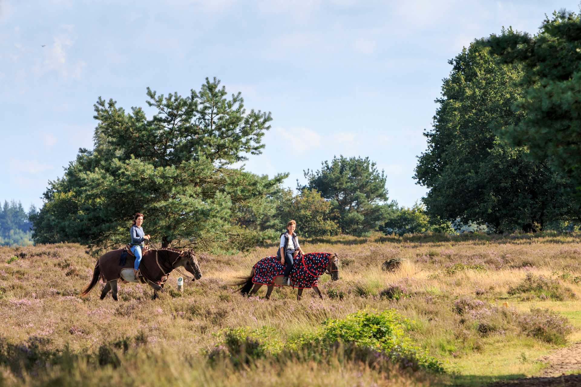 Ruiters op een paard op de Veluwe.