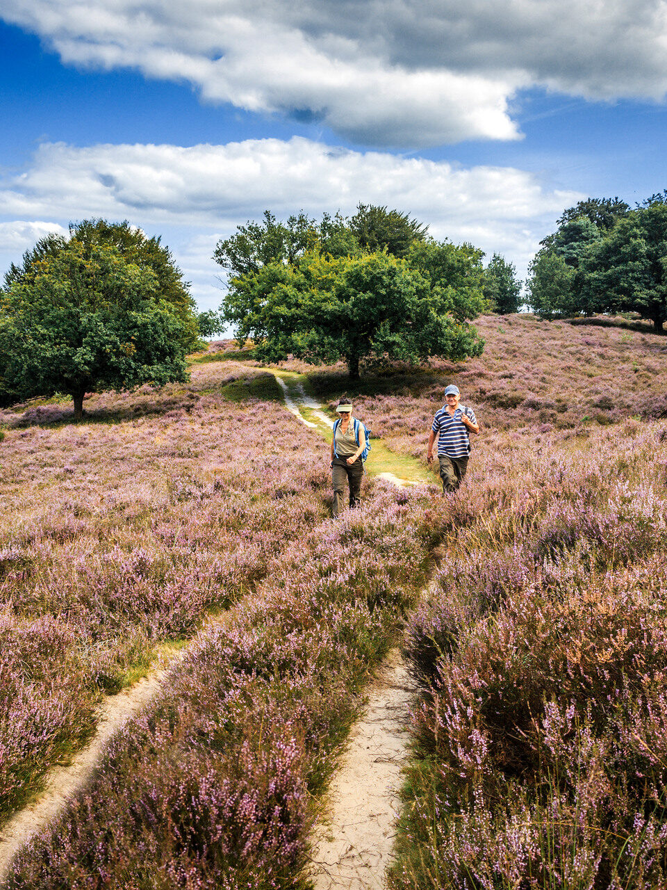 Mensen wandelen over de Posbank bij Rheden