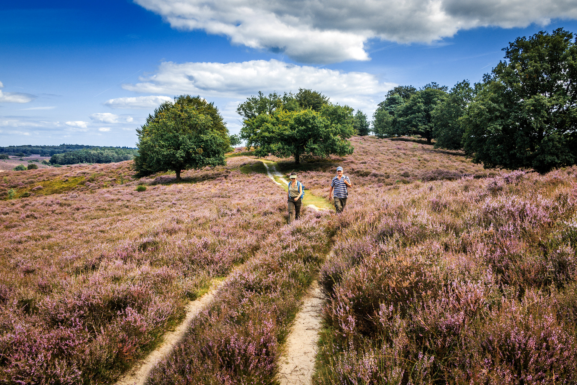 Mensen wandelen over de Posbank bij Rheden