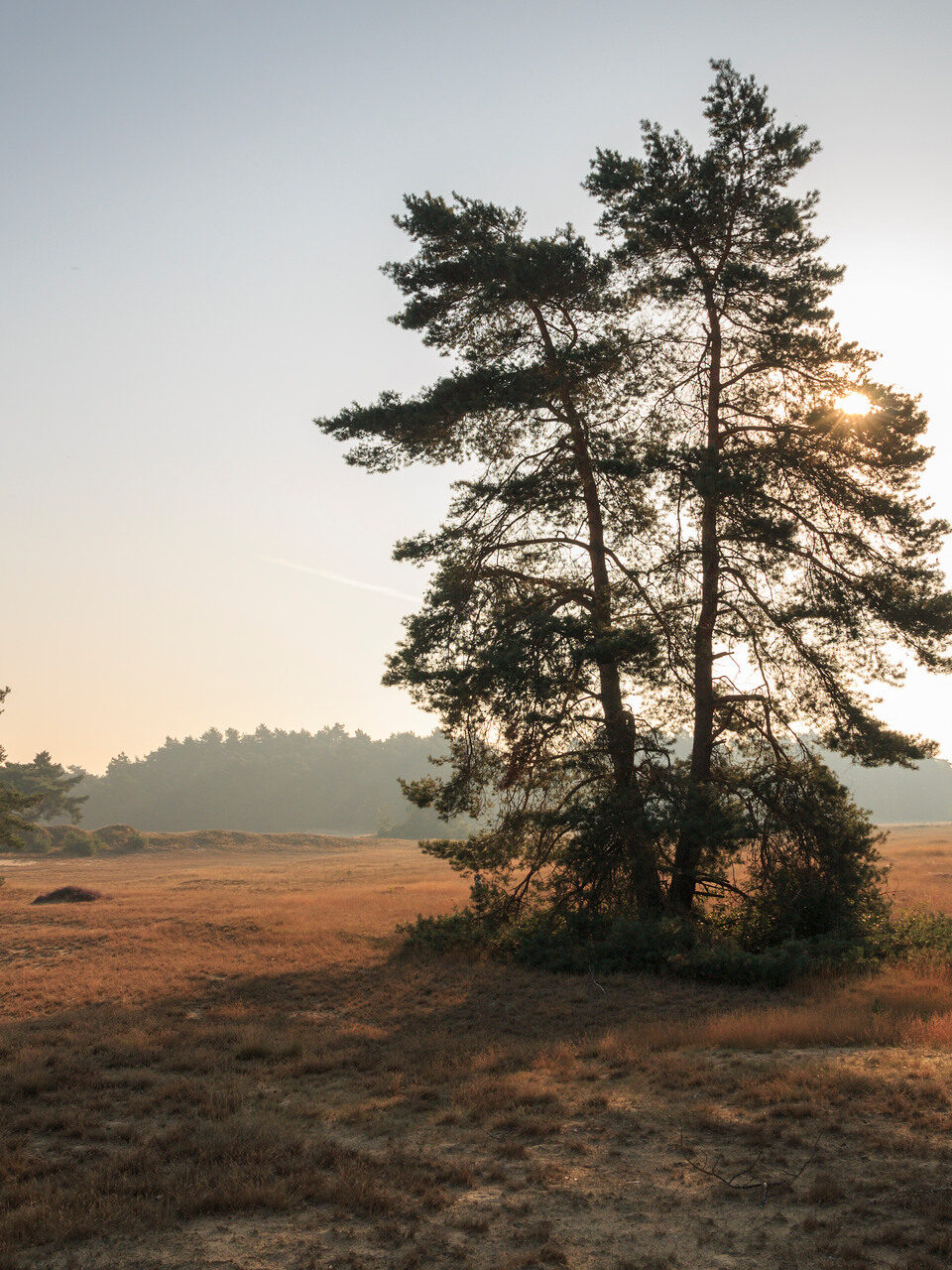 Boom op een zandverstuiving met heide en achter de boom de zon