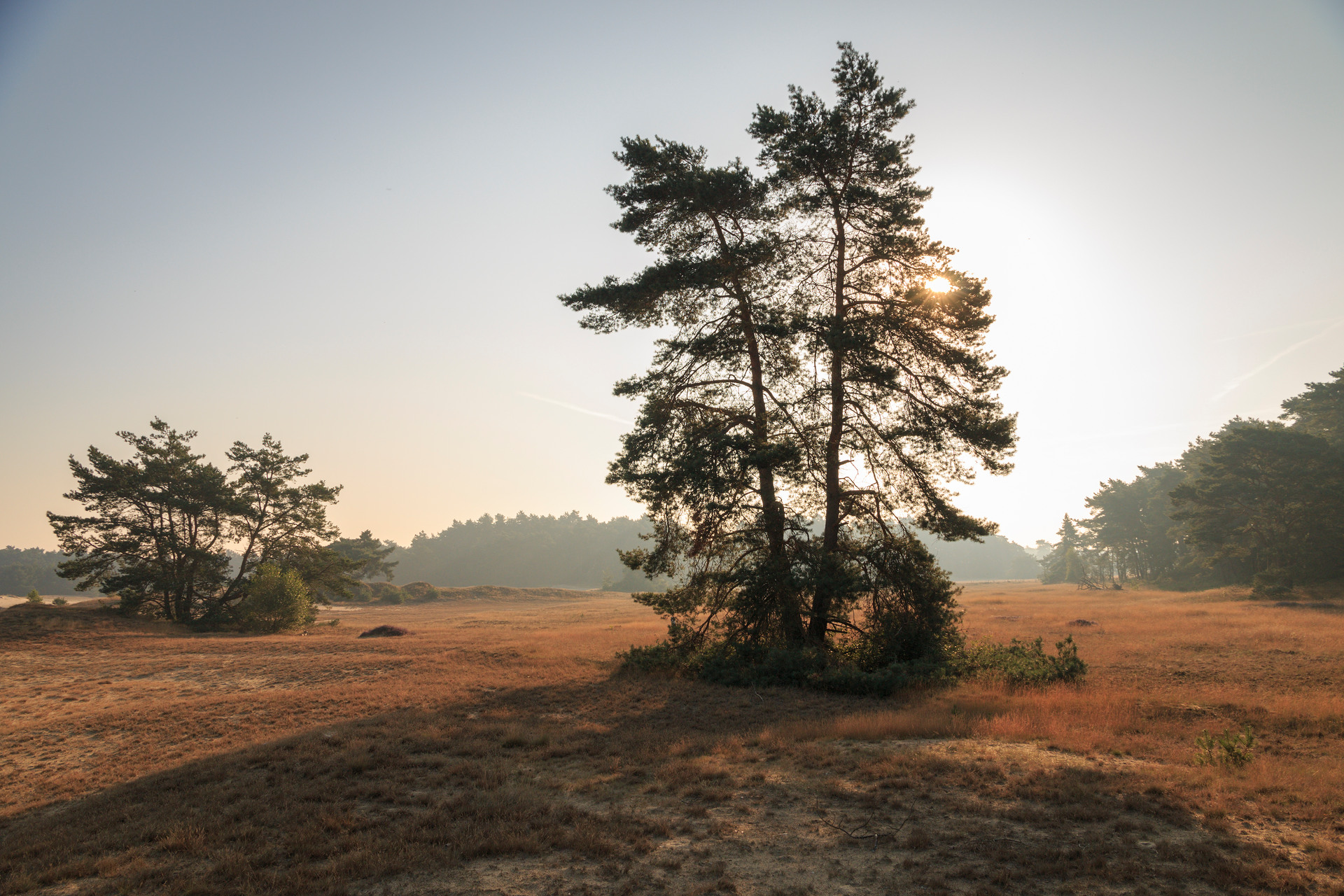 Boom op een zandverstuiving met heide en achter de boom de zon