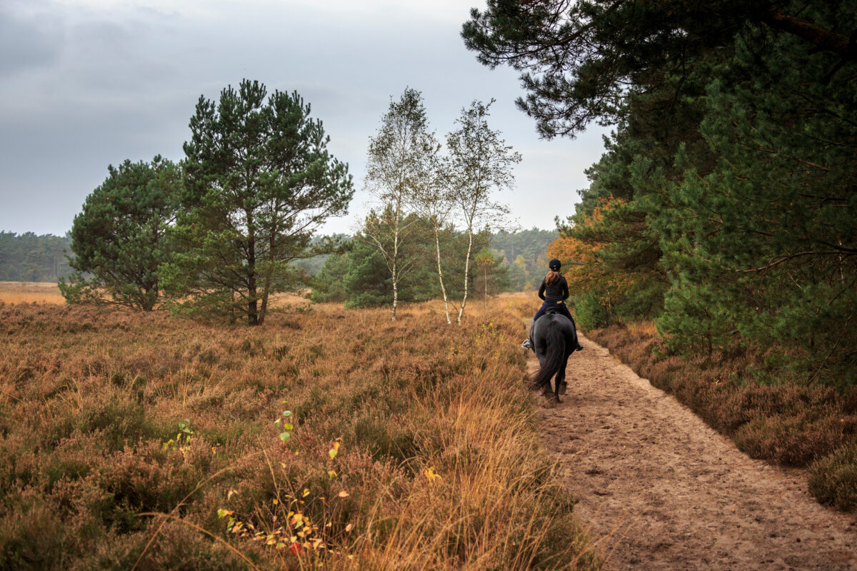 Paardrijden op de Veluwe