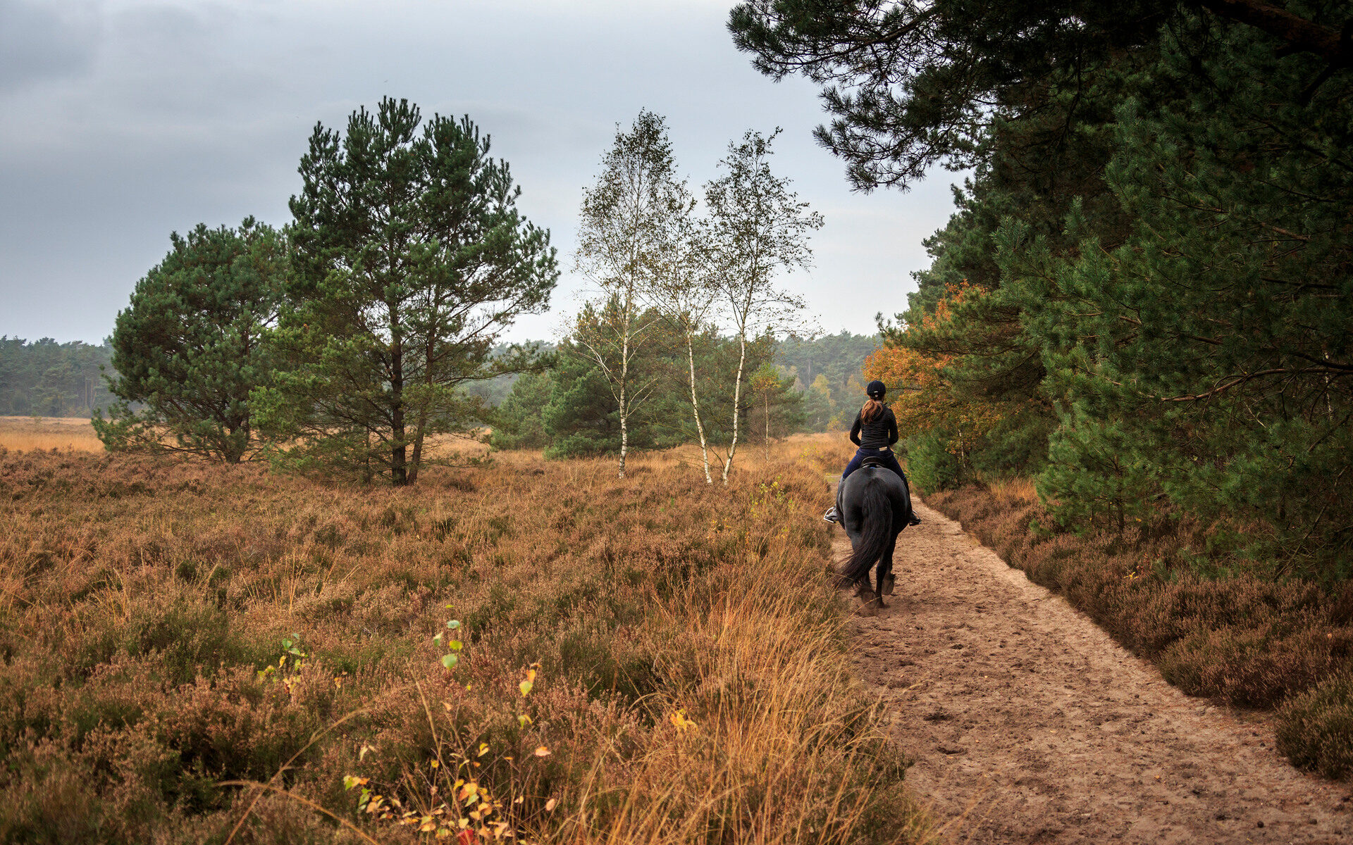 Paardrijden op de Veluwe