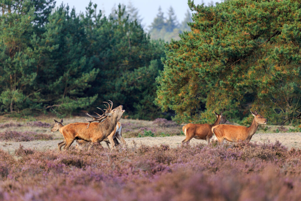 Herten staan tussen de paarse heide met op de achtergrond groene bomen