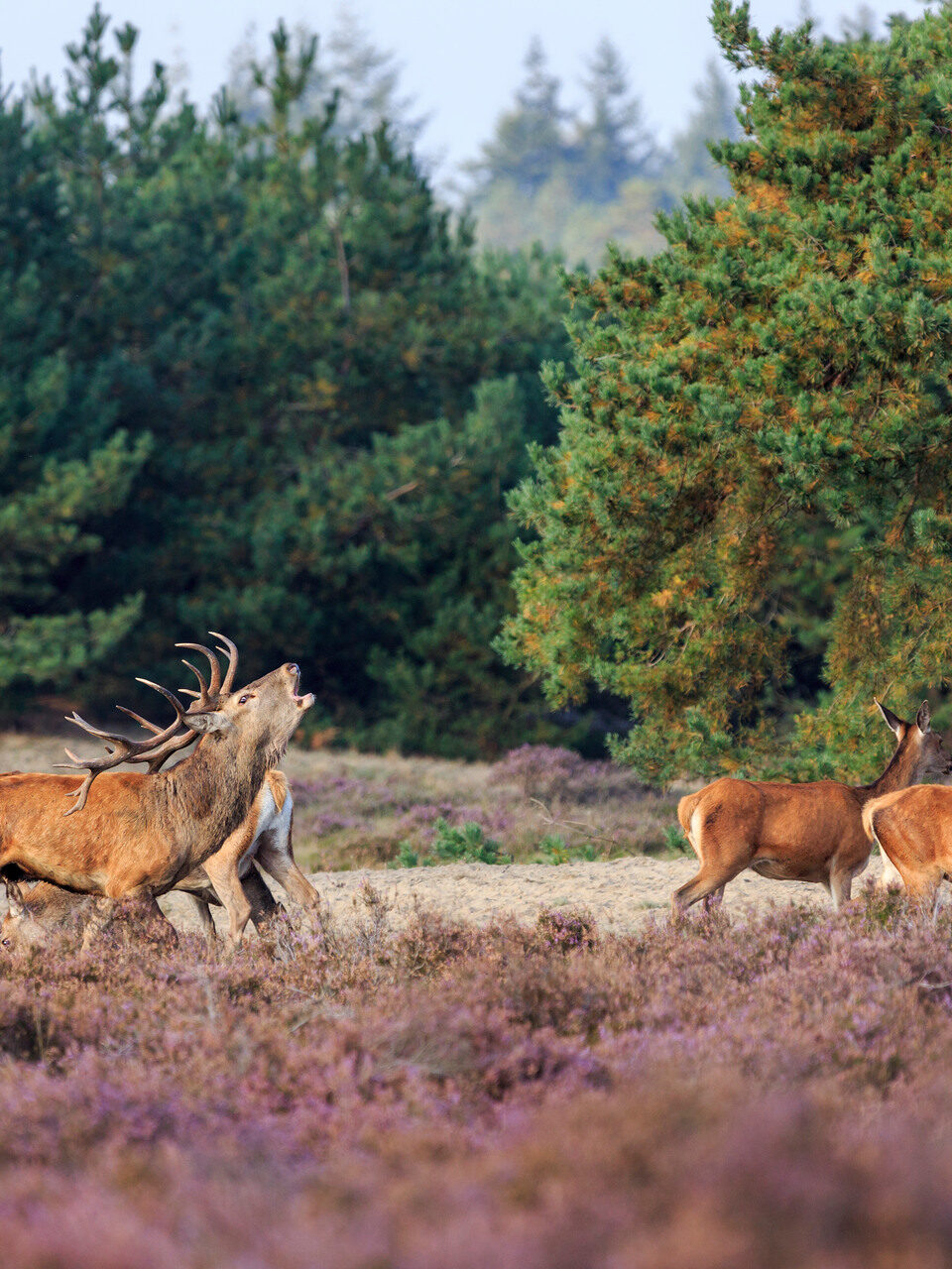 Herten in het veld, omringd door groen gras en bomen. Majestueuze dieren met imposante geweien.