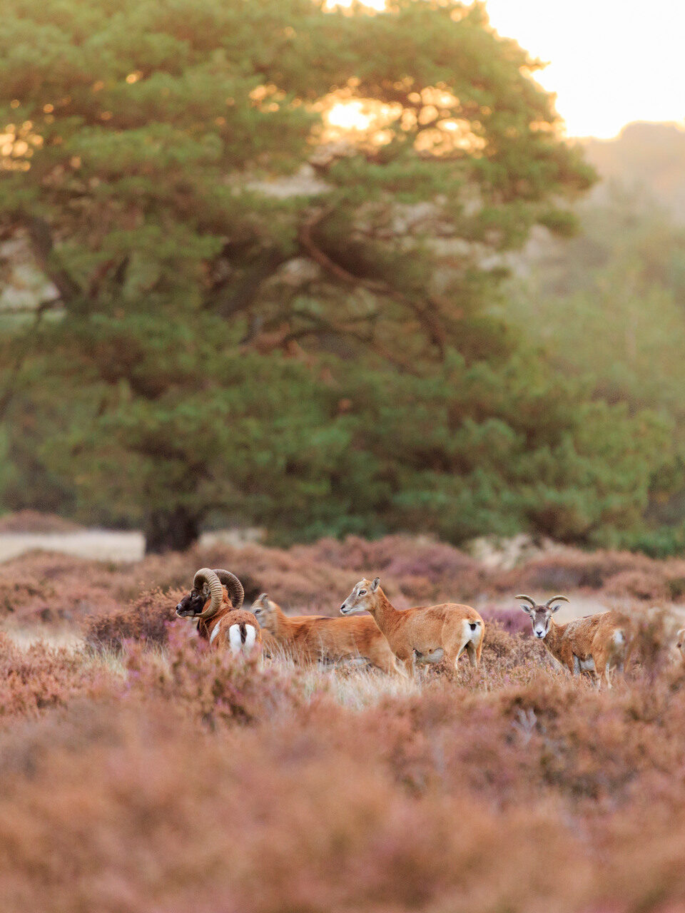 Moeflons tussen de paarse heide met groene bomen op de achtergrond