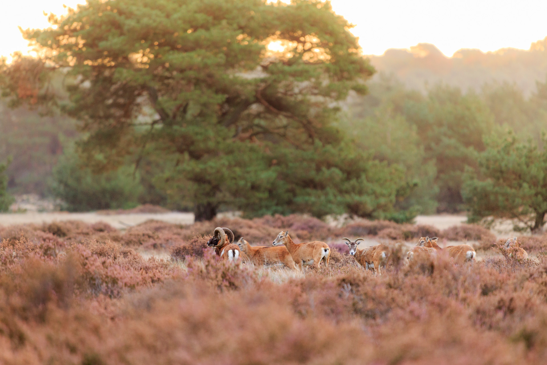 Moeflons tussen de paarse heide met groene bomen op de achtergrond