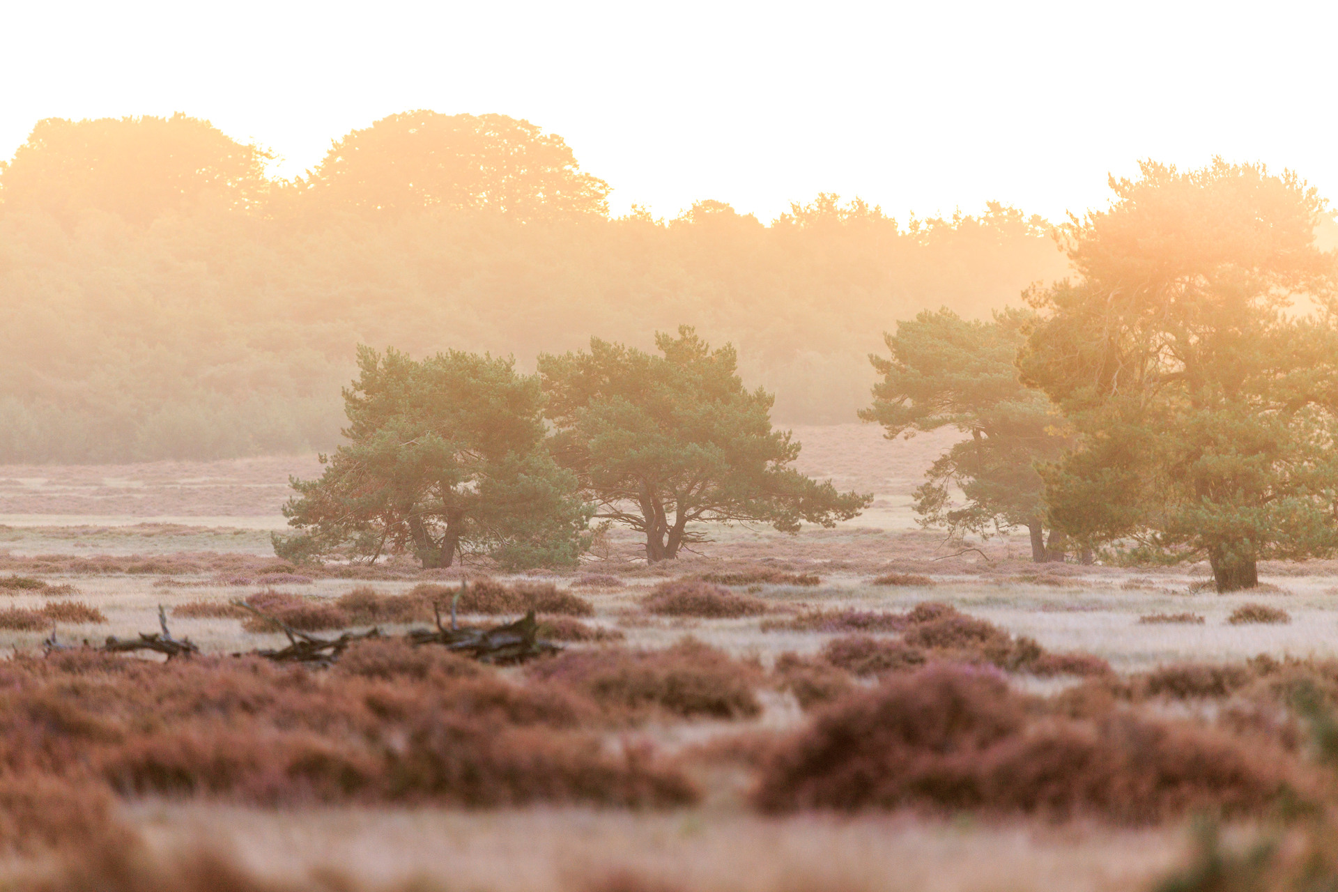 Zicht op Het Nationale Park De Hoge Veluwe in Otterlo