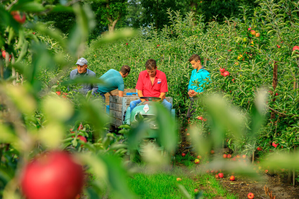 Fruit wordt geoogst. Appels