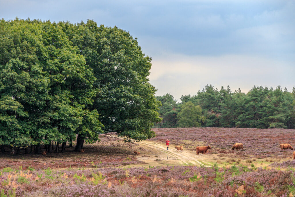 Een persoon is aan het hardlopen over de Wezepsche heide in de buurt van Schotse Hooglanders