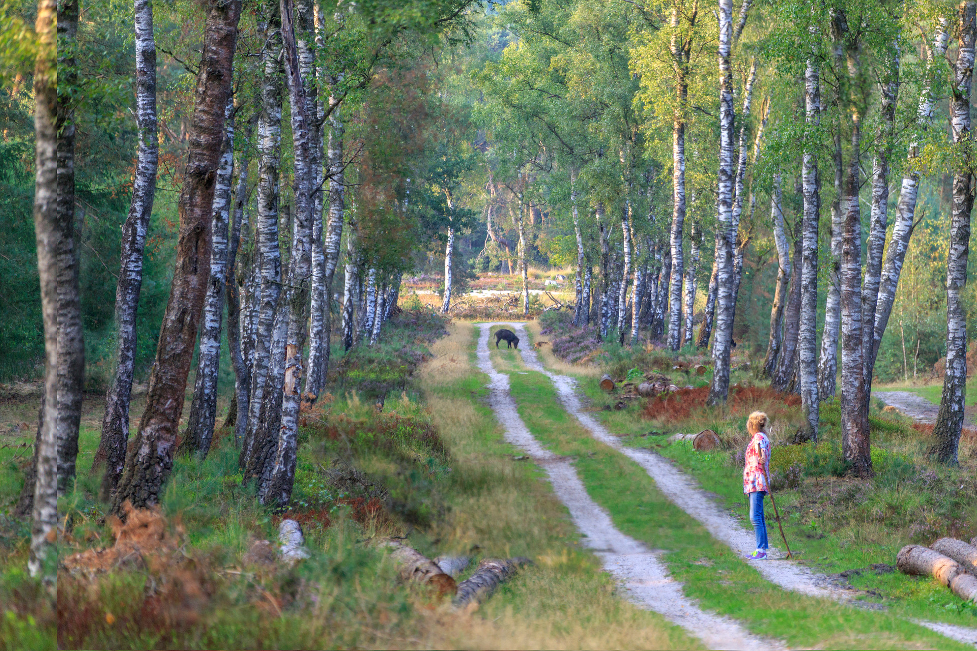 Wandelen door de natuur van Epe met in de verte in wild zwijn