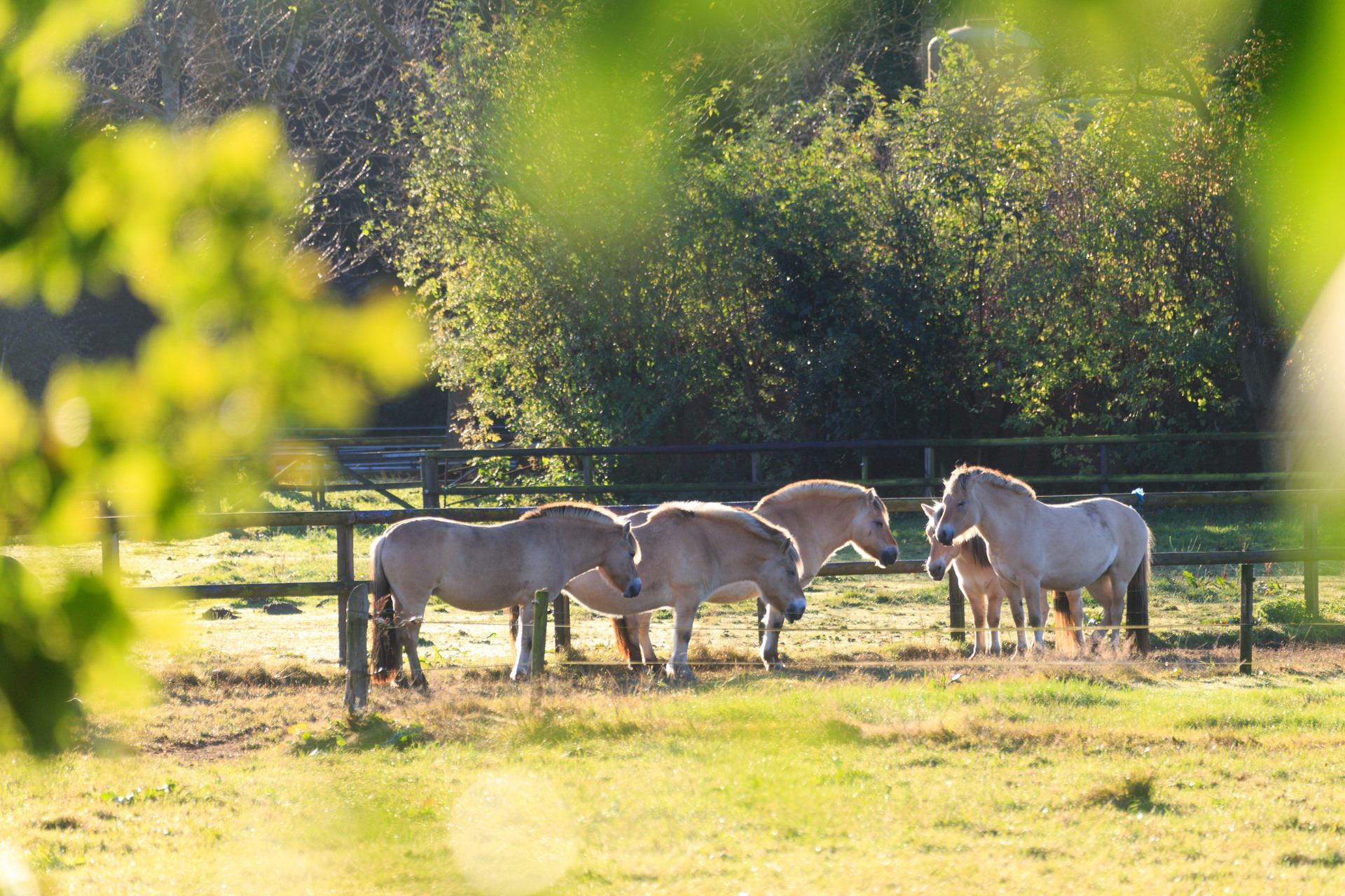 Paarden in de natuur van de gemeente Epe