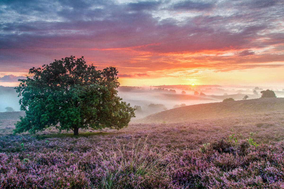 Een boom staat op de Veluwezoom in het midden van een veld met een zonsondergang erachter.