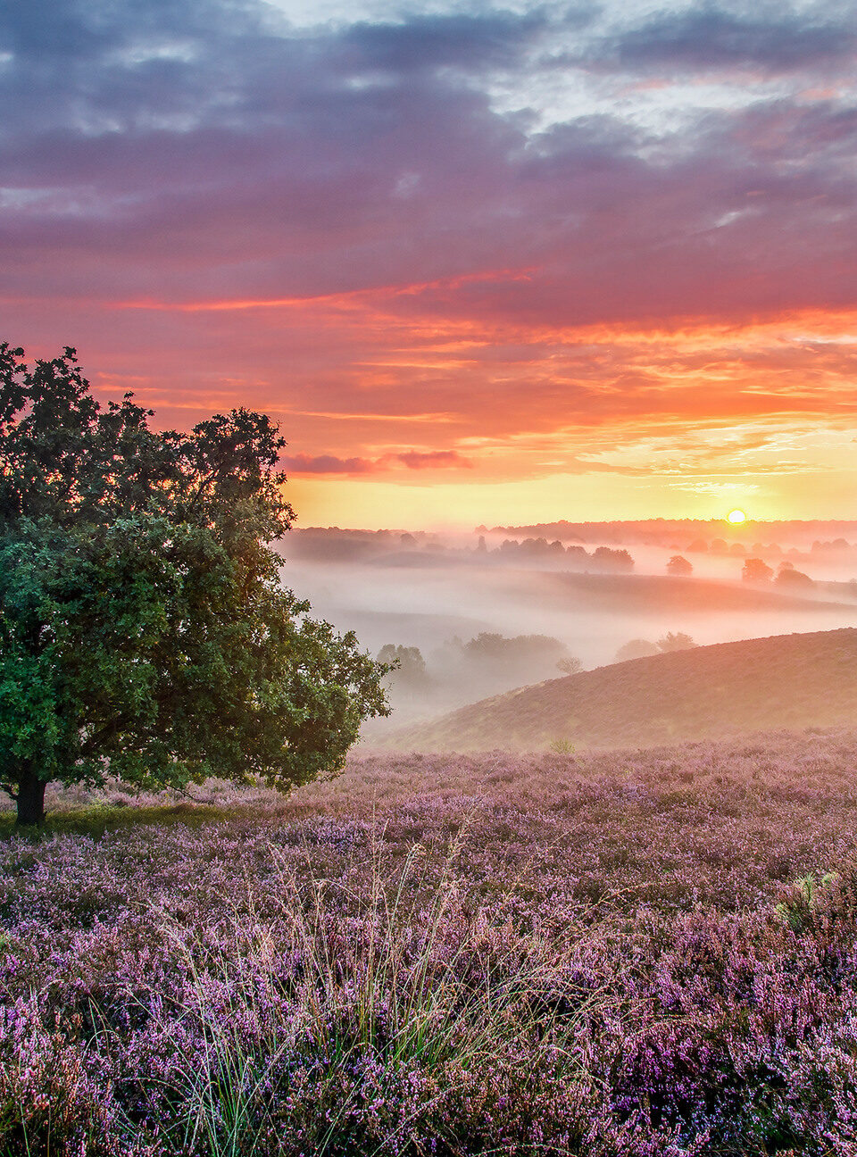 Een boom staat op de Veluwezoom in het midden van een veld met een zonsondergang erachter.