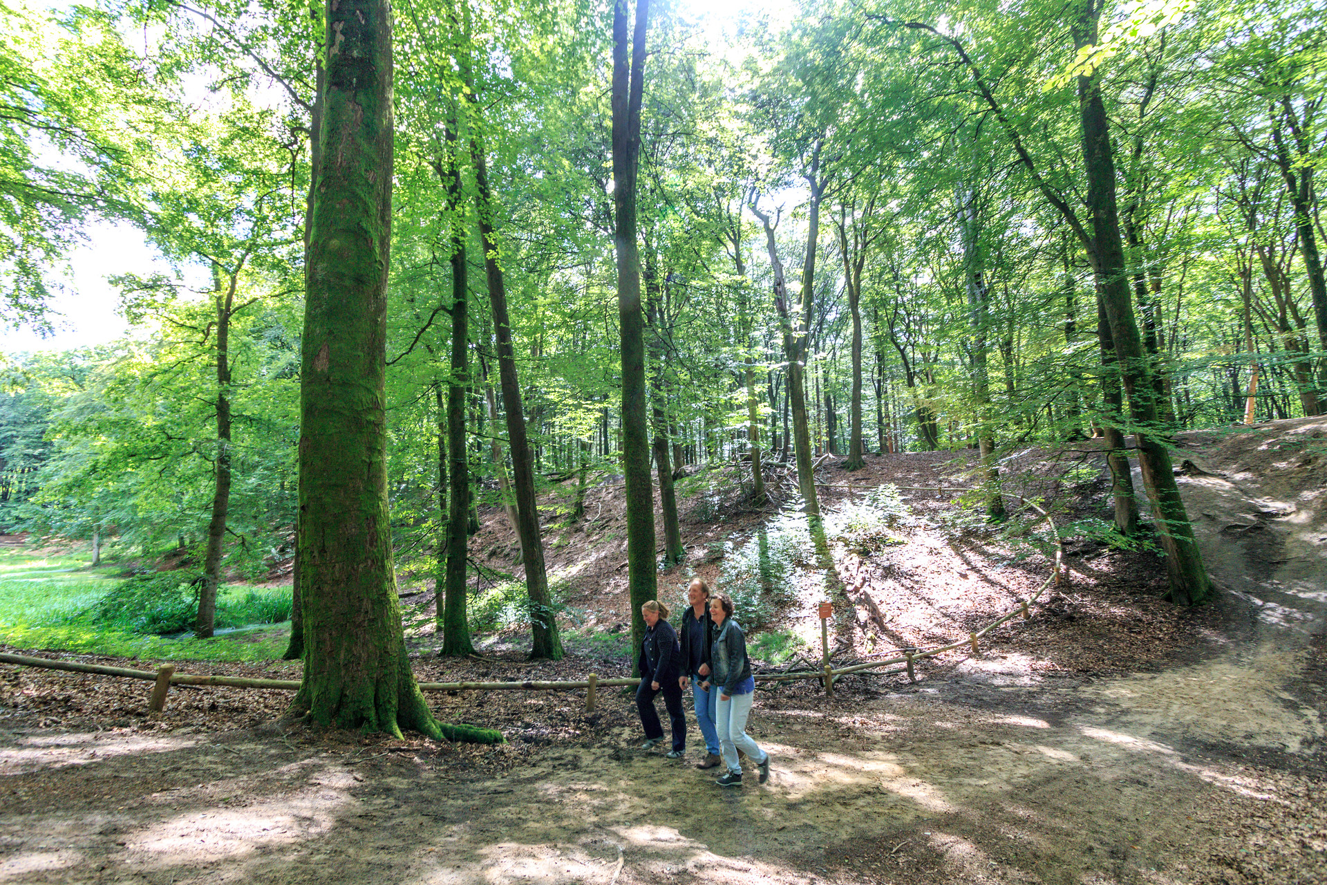 Mensen aan de wandel in het Speulderbos van Ermelo