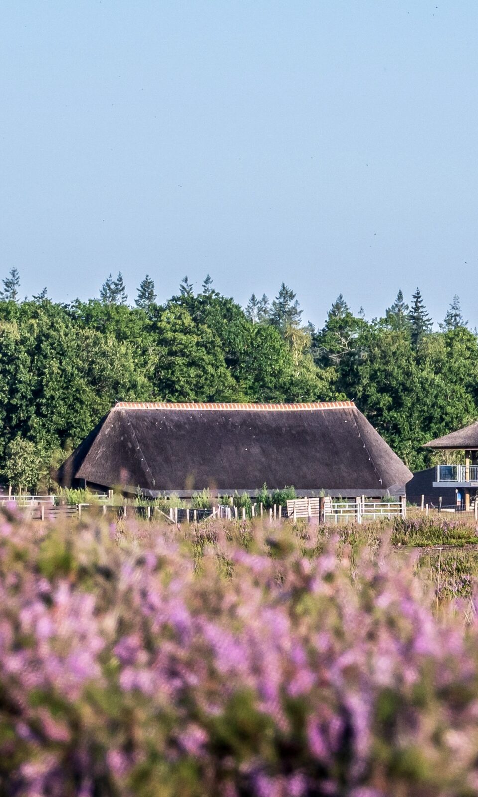 Schaapskooi met paarse heide op de voorgrond en groene bomen op de achtergrond