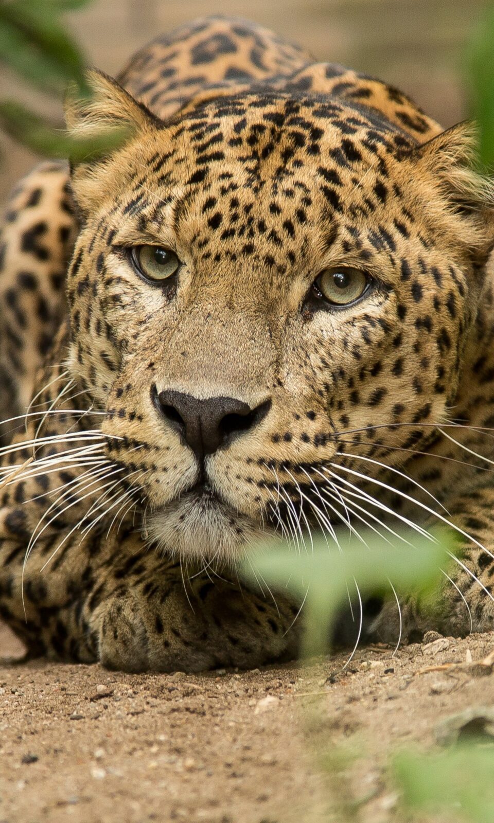 Prachtige foto van een Luipaard op de grond in Burgers Zoo