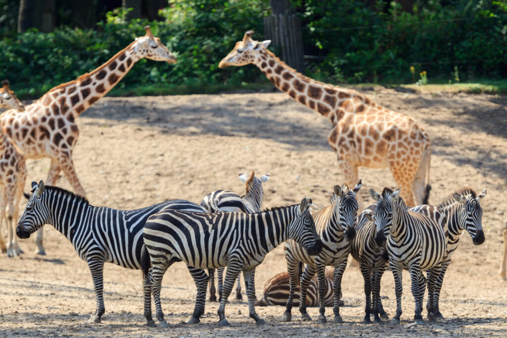 Beautiful photo of a herd of zebras and giraffes in Burgers Zoo