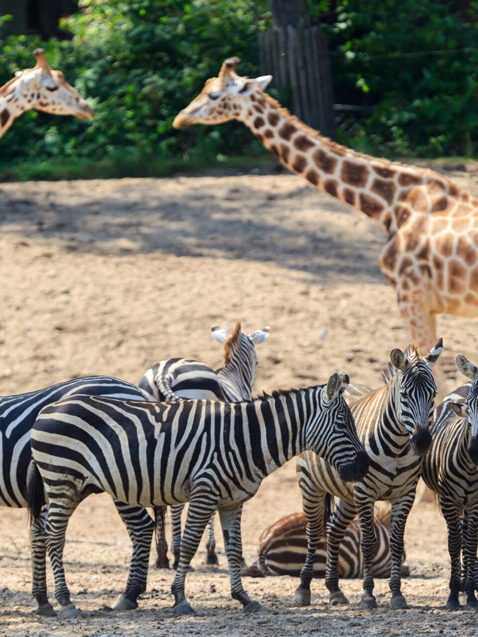 Beautiful photo of a herd of zebras and giraffes in Burgers Zoo