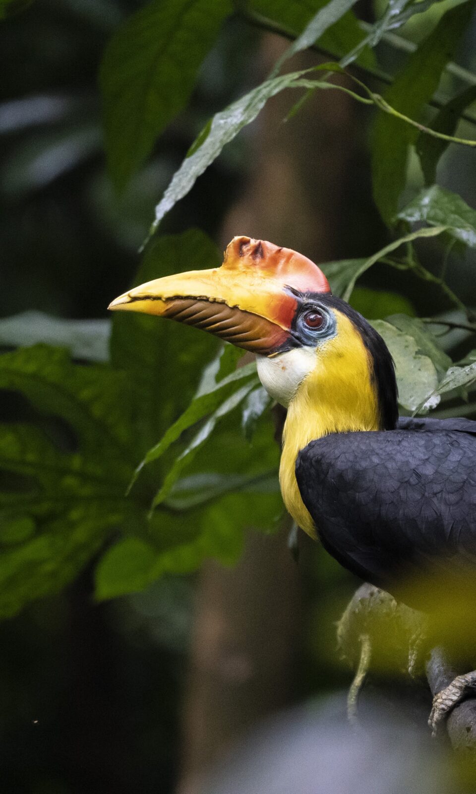 Prachtige foto van een Neushoornvogel in de jungle in Burgers Zoo