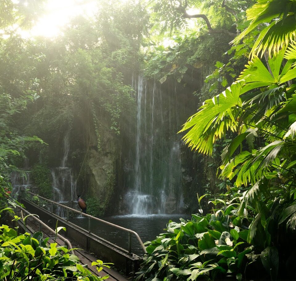 Bird sits on a walkway amid the tropical forests and waterfalls of the Bush at Burgers' Zoo, Arnhem