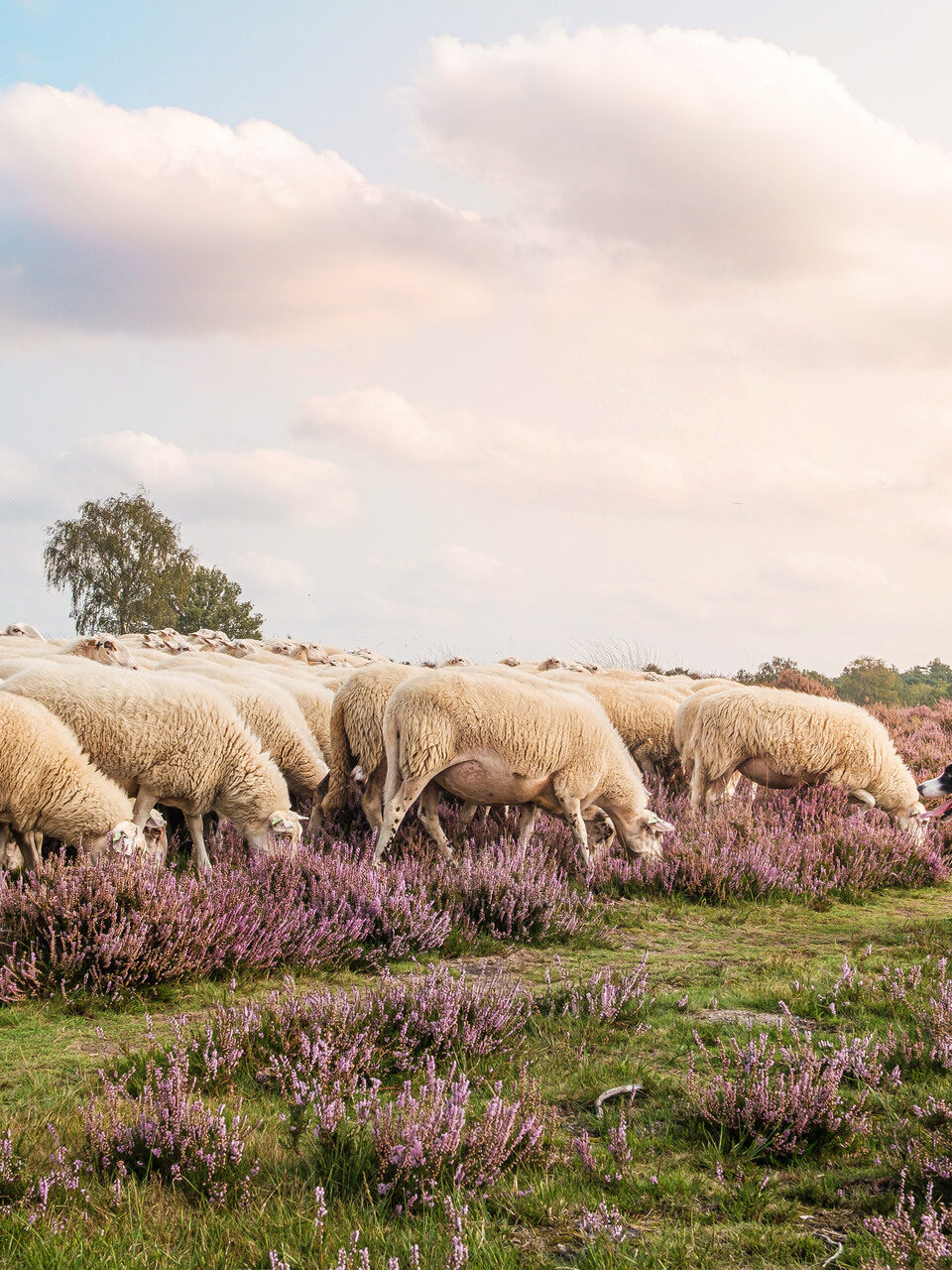 Wandelaars lopen langs een kudde schapen met schapenherder op de Ermelose Heide