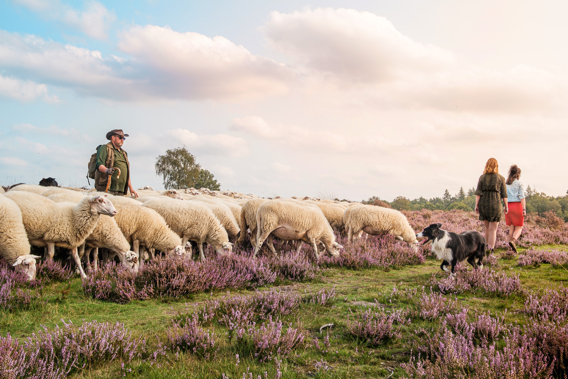 Wandelaars lopen langs een kudde schapen met schapenherder op de Ermelose Heide