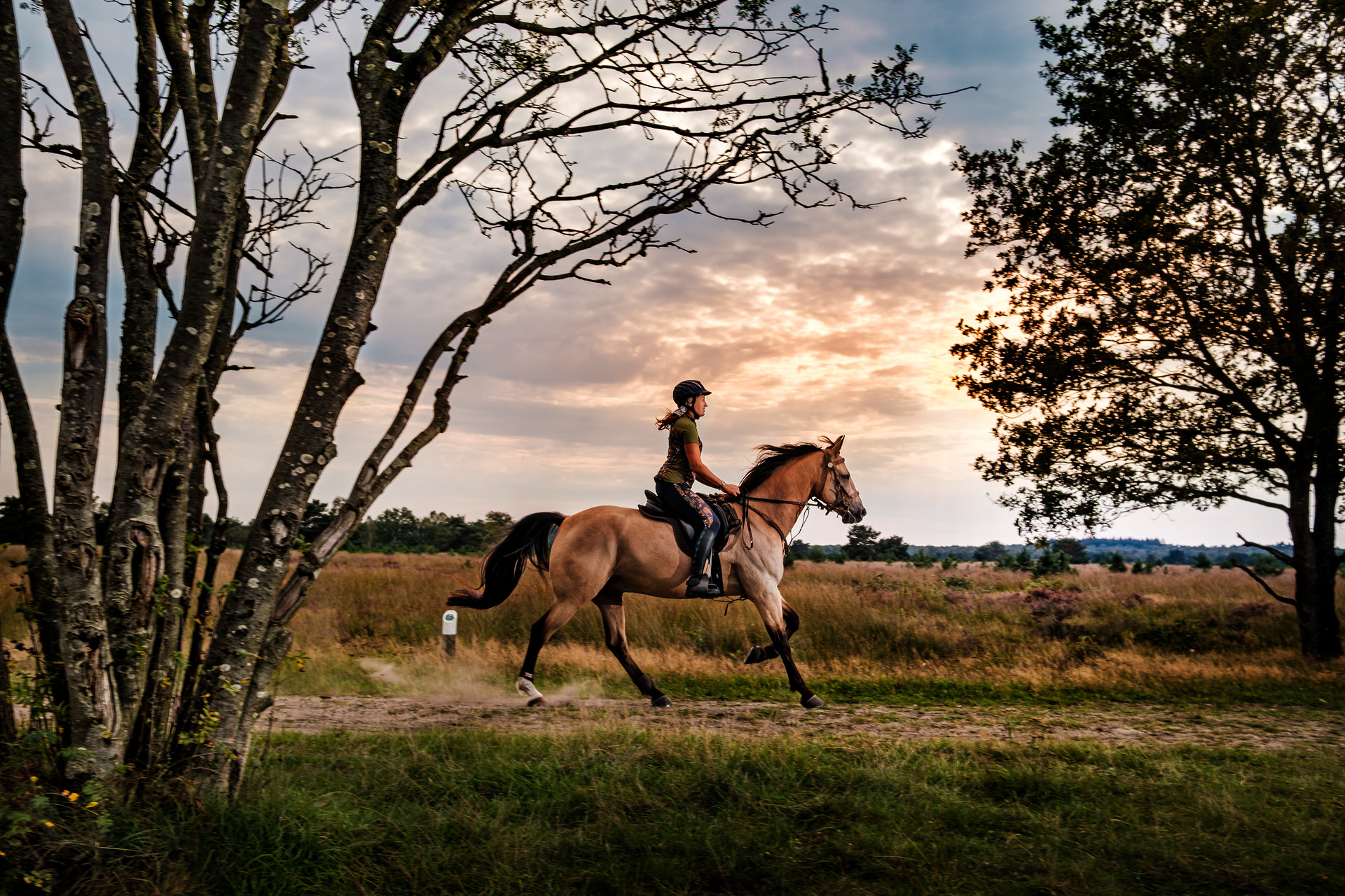 Vrouw op een galopperend paardop de Ermelose Heide