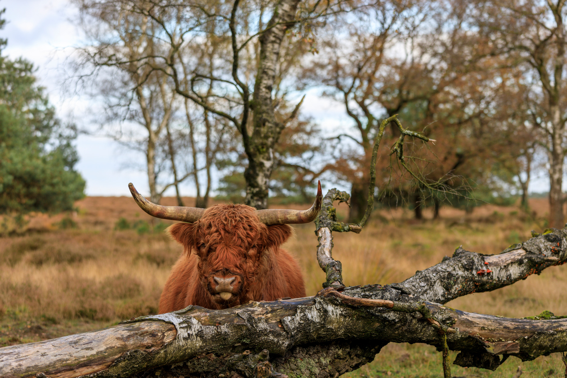 Schotse Hooglander in natuurgebied Deelerwoud