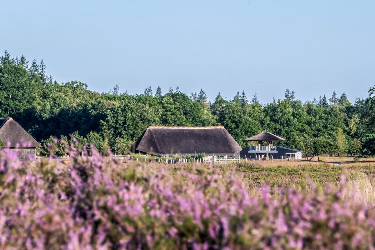 3 gebouwen van de schaapskooi tussen de heide in Heerde bij de Renderklippen.