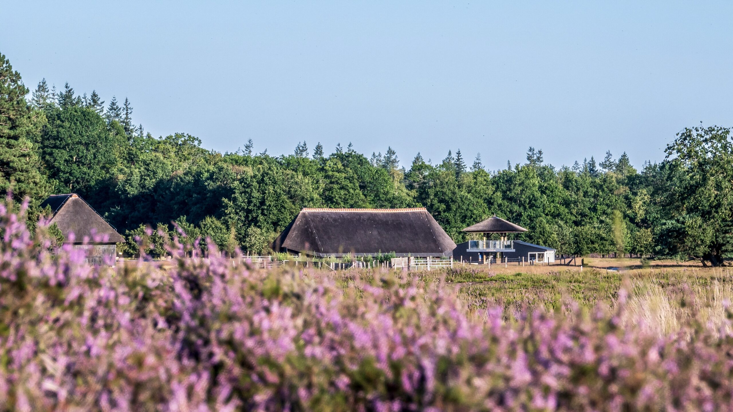 3 gebouwen van de schaapskooi tussen de heide in Heerde bij de Renderklippen.