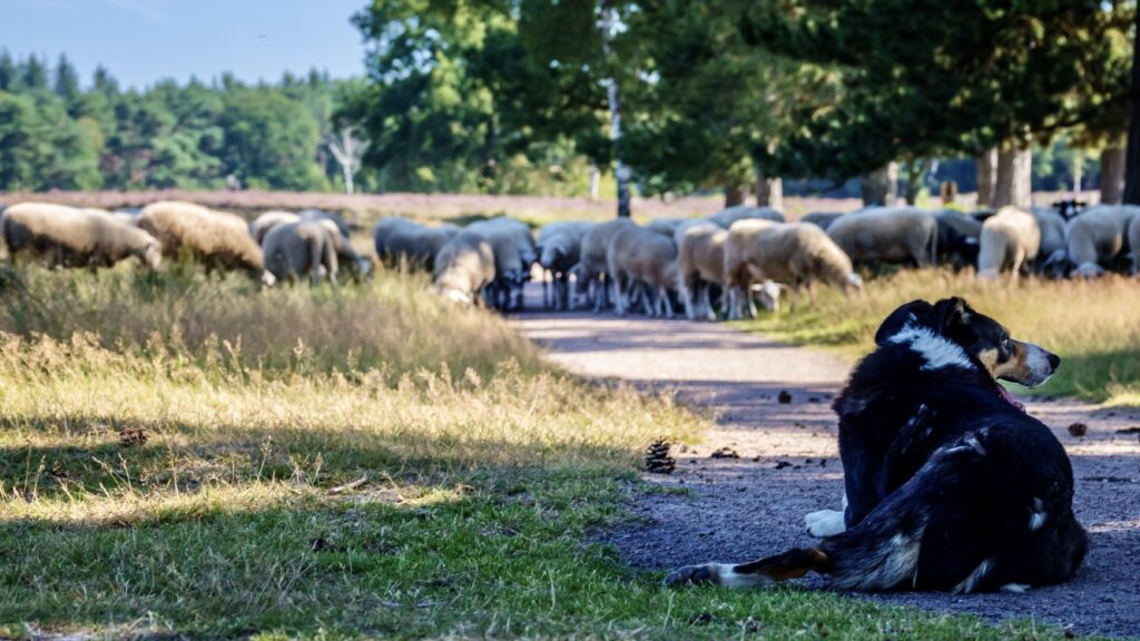 Kudde schapen op het pad in natuurgebied Renderklippen en De Dellen bij Heerde met schaapsherder op voorgrond.