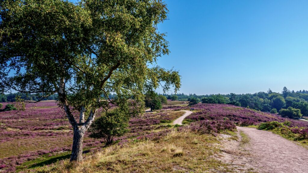 Heide bij Heerde.