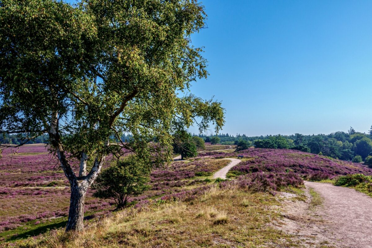 Heide bij Heerde.