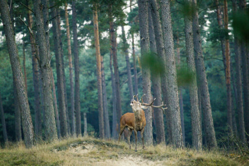 Brennende Hirsche im Nationalpark De Hoge Veluwe.