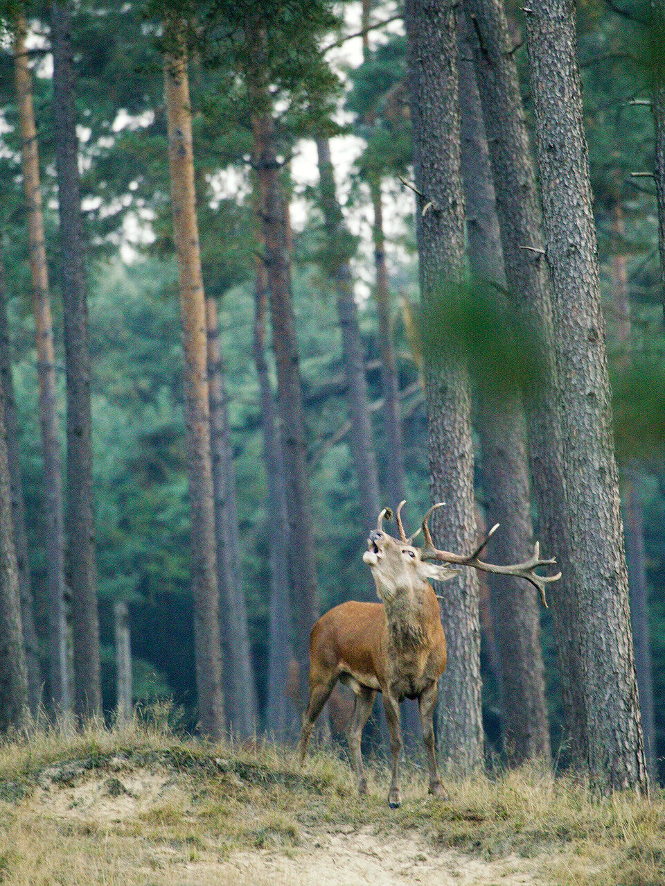 Brennende Hirsche im Nationalpark De Hoge Veluwe.