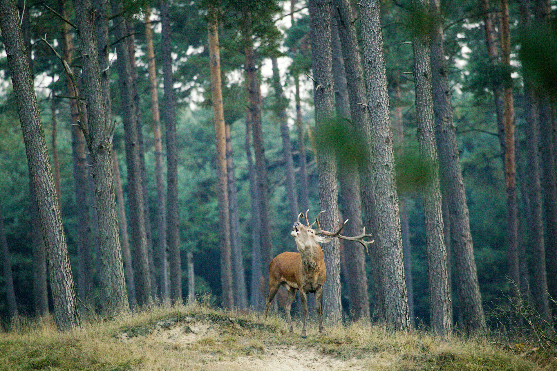 Burlend hert in Nationaal Park De Hoge Veluwe.