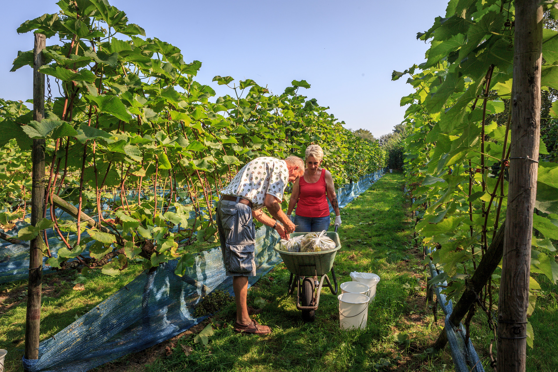 Zwei Personen bei der Arbeit im Weinberg von De Wijnhoeve in Otterlo