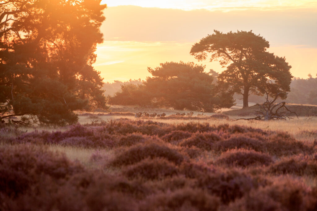 Wild bij zonsondergang in Nationaal Park De Hoge Veluwe