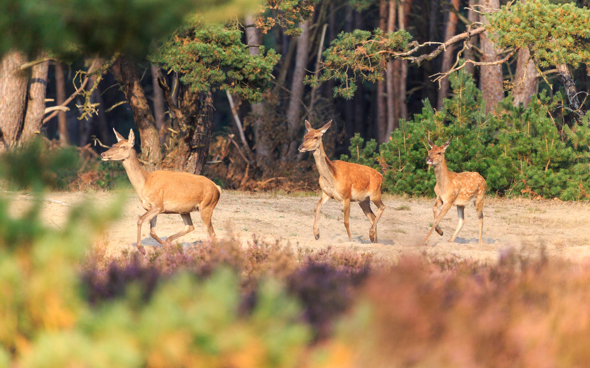 Drie herten in Nationaal Park De Hoge Veluwe.