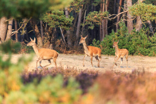 Drie herten in Nationaal Park De Hoge Veluwe.