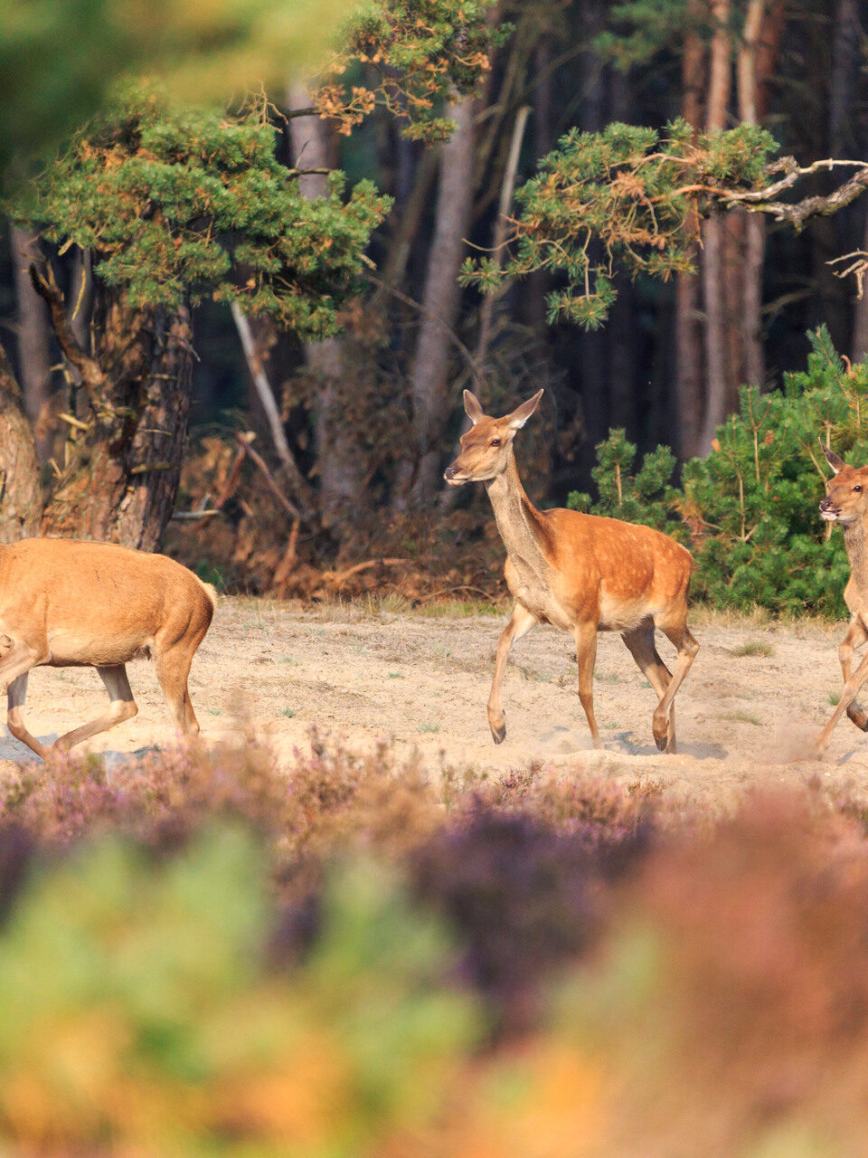 Drie herten in Nationaal Park De Hoge Veluwe.
