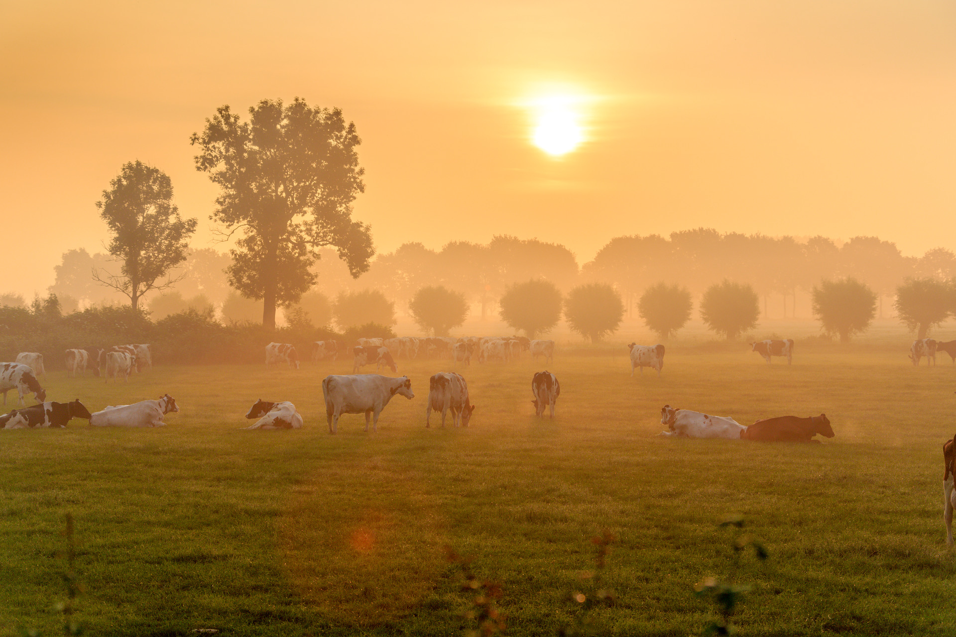 Koeien in de wei bij zonsopkomst in de IJsselvallei.