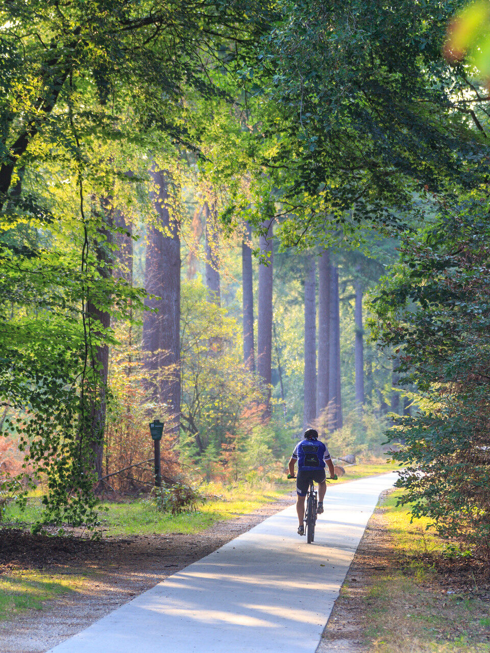 Een mountainbiker in de bossen van Eperholt, in de bossen bij restaurant De Ossenstal in Epe