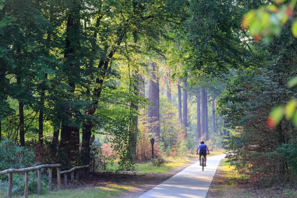 Mann fährt mit dem Mountainbike im Wald