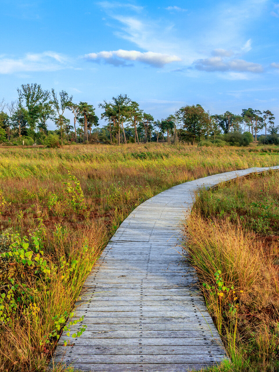 Deckwalk Empese en Tondense heathland