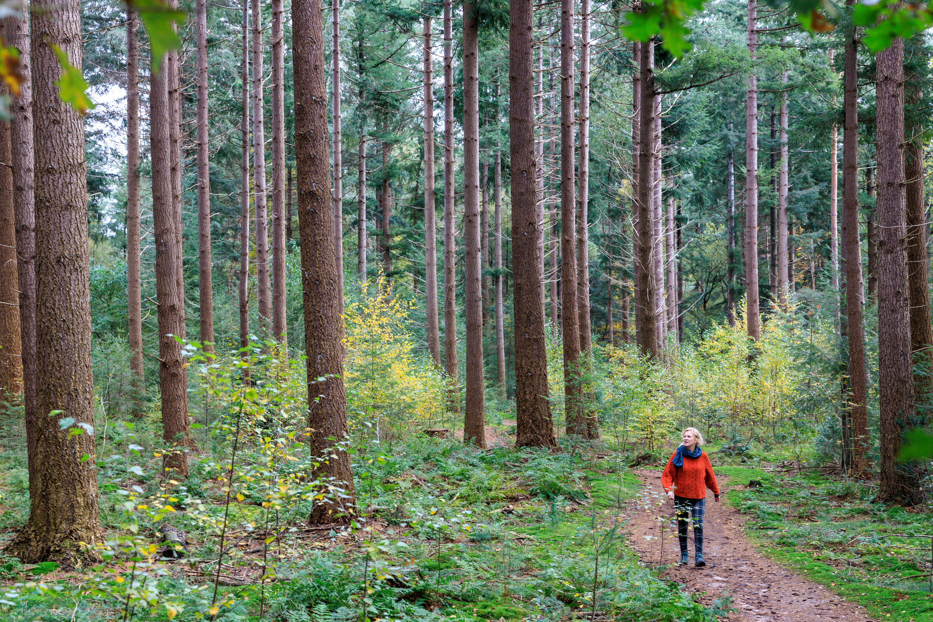 Woman walking through the forest near Lunteren in the Veluwe